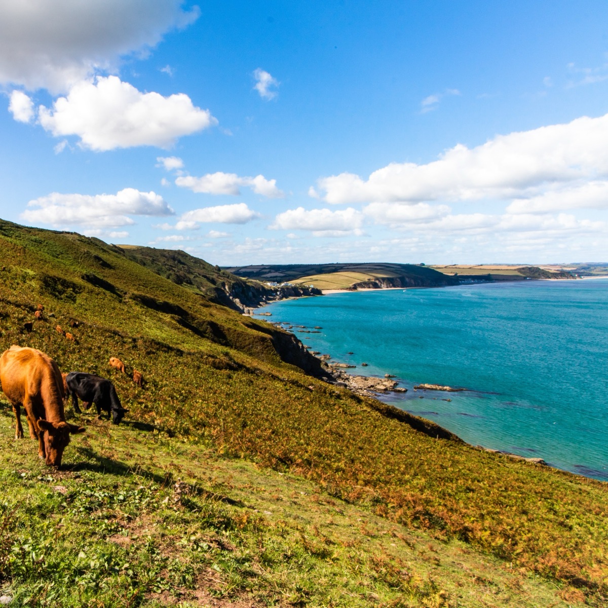 Cattle grazing on the South Devon coast, above the sea
